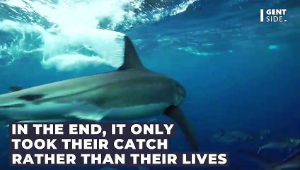 Two Spearfishermen Got Quite a Shock When a Great White Shark Charged at Them – Luckily It Only Wanted Their Catch