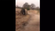 Tourists Got A Fright As A Rhino Chased Them Through A Safari