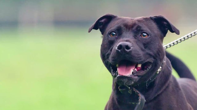 Pit bull ban: controversy continues after death of 1-month-old infant