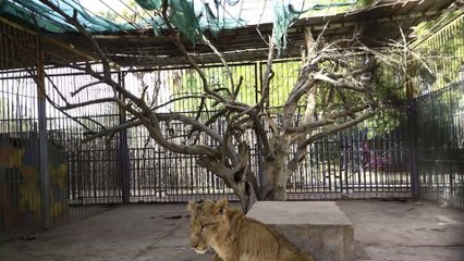 Heart-breaking Images Reveal Starving Lions In Horrifying Conditions In Zoo In Sudan