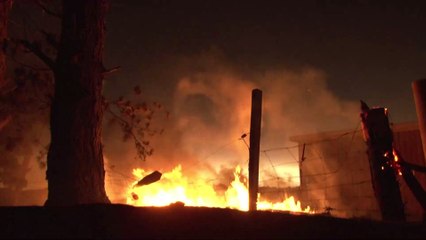 These pink slugs in Australia are the miraculous survivors of the bush fires