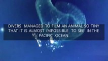 Divers Managed To Film An Animal So Tiny That It Is Almost Impossible To See In The Pacific Ocean