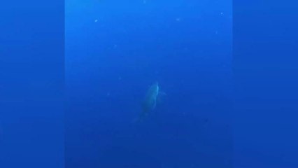 This Woman Is A Shark Whisperer: She Spends Hours With Them