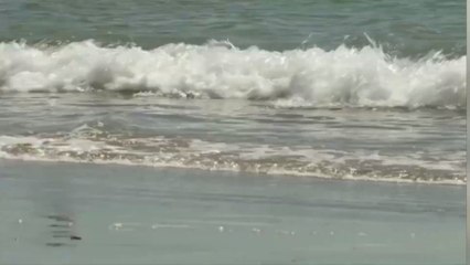 Surfer Reveals Horror Injury After Fist Fight With Great White Shark