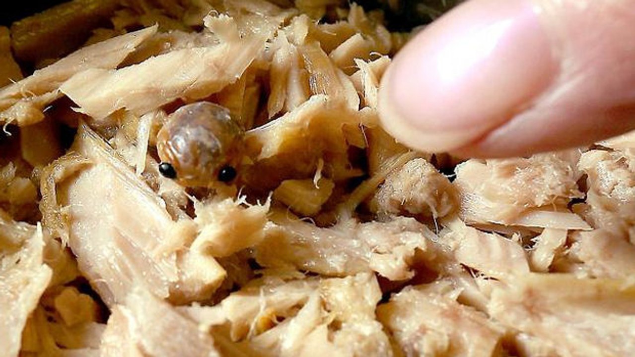 Frau öffnet Thunfischdose: Was sie entdeckt, verdirbt ihr total den Appetit!