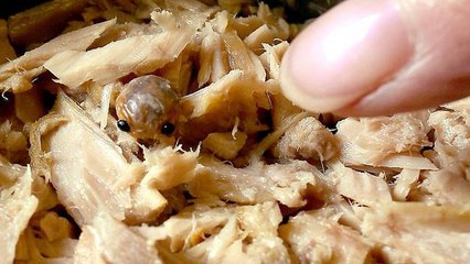 Frau öffnet Thunfischdose: Was sie entdeckt, verdirbt ihr total den Appetit!