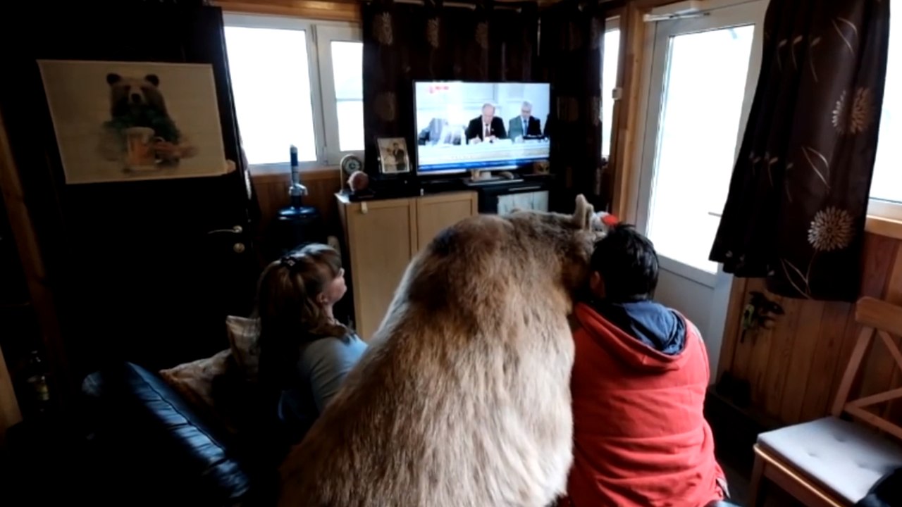 Russian couple adopts orphan brown bear to keep as a pet