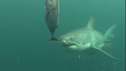 Sharks spotted attacking live humpback whale in never-before-seen observations