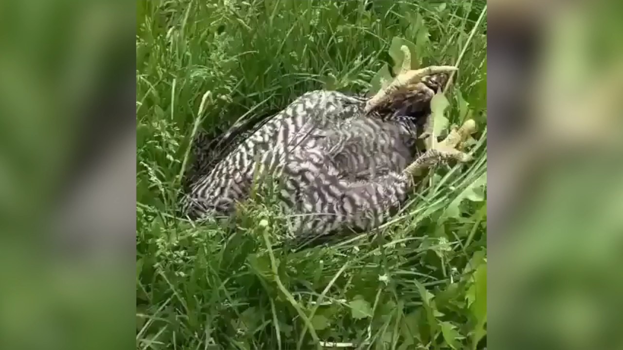 He Thought His Chicken Was Dead but Was Pleasantly Surprised When He Poked Her