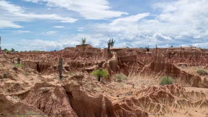 An Ancient Turtle Shell Was Found in Venezuela and It Belongs to the Largest Turtle Who Ever Lived