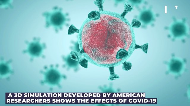 COVID: 3D video of how the coronavirus affects the lungs