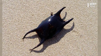 These black pouches have been found at the beach and nobody knows what they are