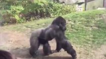 Two gorillas captured in an incredible fight at the zoo
