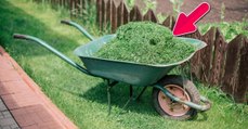 This is why you Shouldn't Throw Away Your Grass Clippings