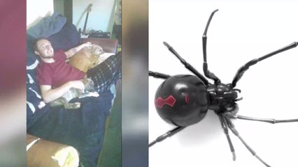 This man was bitten by a black widow in his sleep – with horrific consequences