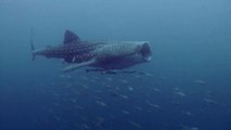 Scientists now use data from Cold War-Era nuclear tests to determine the age of whale sharks