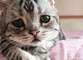5 health warning signs every cat owner should know