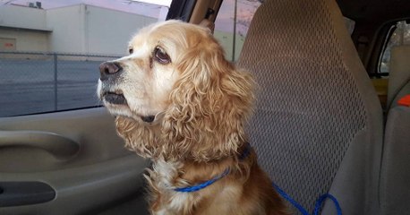 This dog's owners sent her back to the pound for a tragic reason