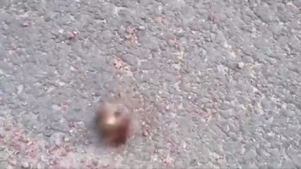 This mouse doesn't stand a chance against this 'murder' hornet