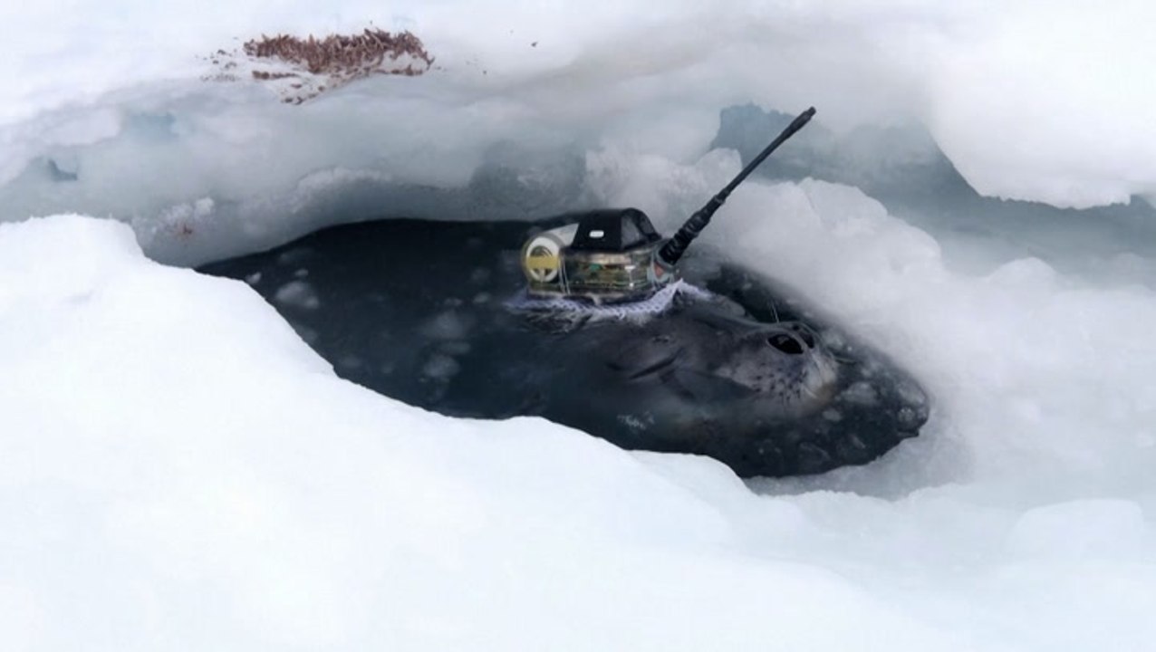 Japanese researchers use seals to collect data...
