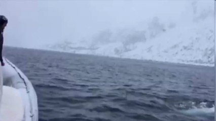 This football playing beluga whale could actually be a Russian spy