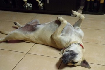 If You Love Your Pets You Need To Know These Animal First Aid Tips