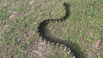 This huge carpet python devours a possum in an upside down stunt