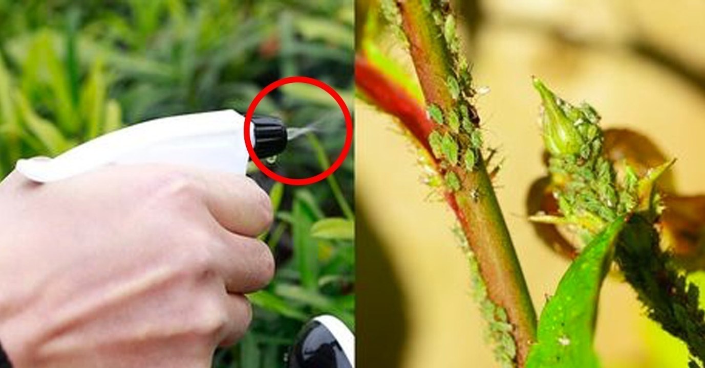 This household object does wonders to get rid of aphids