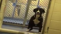 This Dog Had The Most Beautiful Reaction When He Was Finally Adopted
