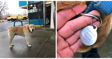 This dog was found wandering around with a hilarious message on his collar