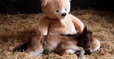 This Adorable Abandoned Foal Will Never Leave His Teddy Bear's Side