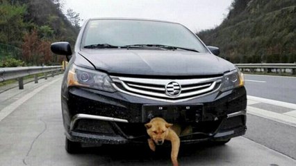 This man drove 200 miles with a dog stuck on his bumper