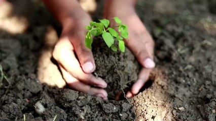 Do Plants Have Consciousness? Scientists Weigh In