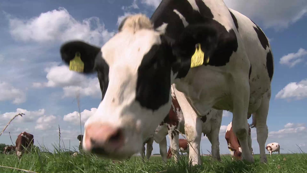 Farmers were left shocked after birthing this two headed cow