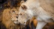After Years Of Abuse, These Lions Were Finally Rescued - And Fell In Love