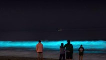 Mysterious Bioluminescent Waves Light Up Southern California Beaches (VIDEO)