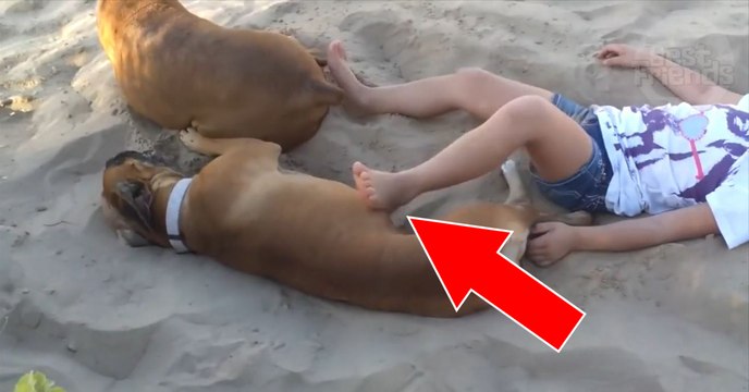 This clever dog gets revenge on his young owner in the funniest way possible