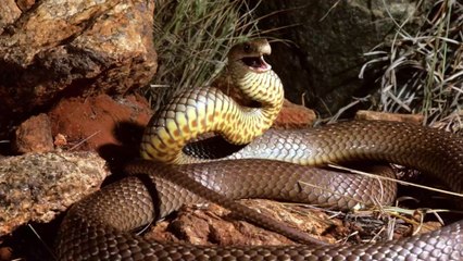 One man was given a shock as a deadly brown snake emerged from his kitchen sink