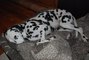 This Dalmatian Gave Birth To A Record-Breaking Number Of Puppies