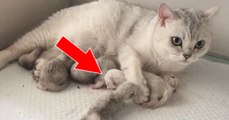 Feline gives birth to an extremely rare two-headed kitten