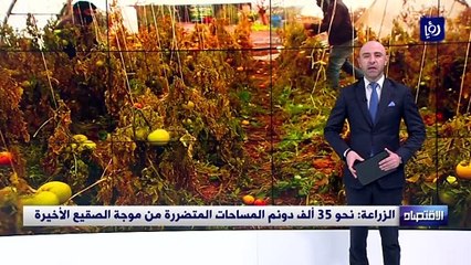الزراعة : نحو 35 ألف دونما المساحات المتضررة من موجة الصقيع الأخيرة