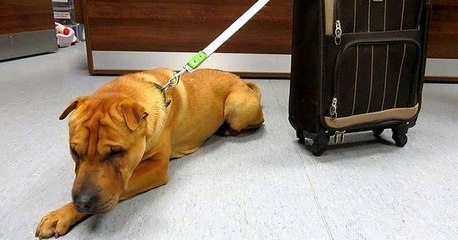 A Heartbreaking Moment When a Dog Was Left Abandoned at a Train Station With His Own Suitcase