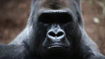 Wild Gorillas Filmed Singing Together in Animal Sanctuary