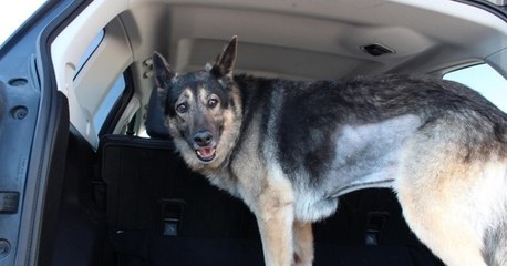 It Was This Dogs Last day on Earth and They Celebrated it in the Most Beautiful Way