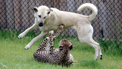 Zookeepers decided to put dogs in the cheetah enclosure and their reactions were incredible