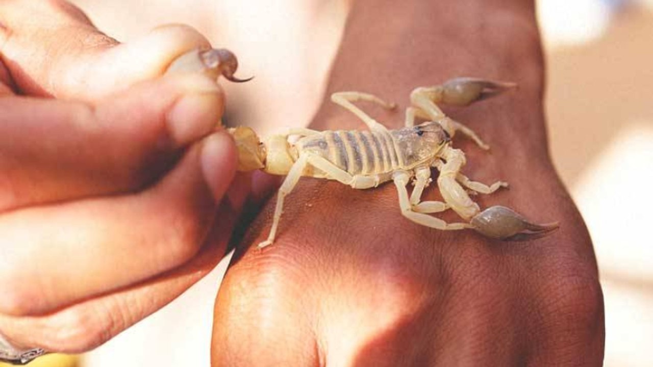 6 Tiere verursachen die schlimmsten Bisse und Stiche der Welt