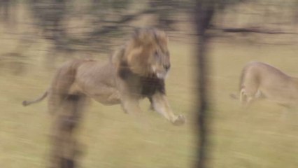 Tourists immediately regret their decision after attempting to pat a wild lion
