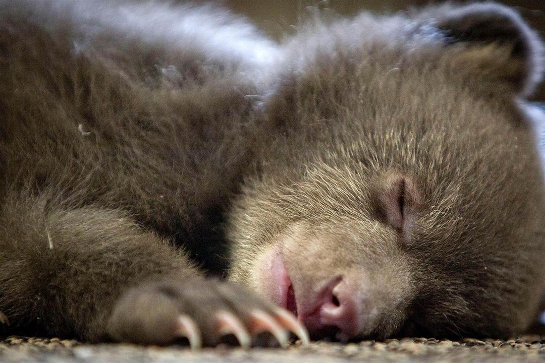 This Is The Animal You Are Based On Your Sleeping Habits