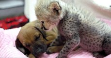 This puppy and cheetah grew up together and their relationship will melt your heart