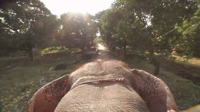 An Indian Elephant Died from Injuries Sustained After Eating Fruit Packed with Firecrackers